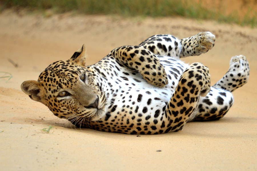 Sri Lanka Day Tour