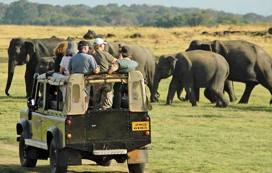Wild Safari Yala