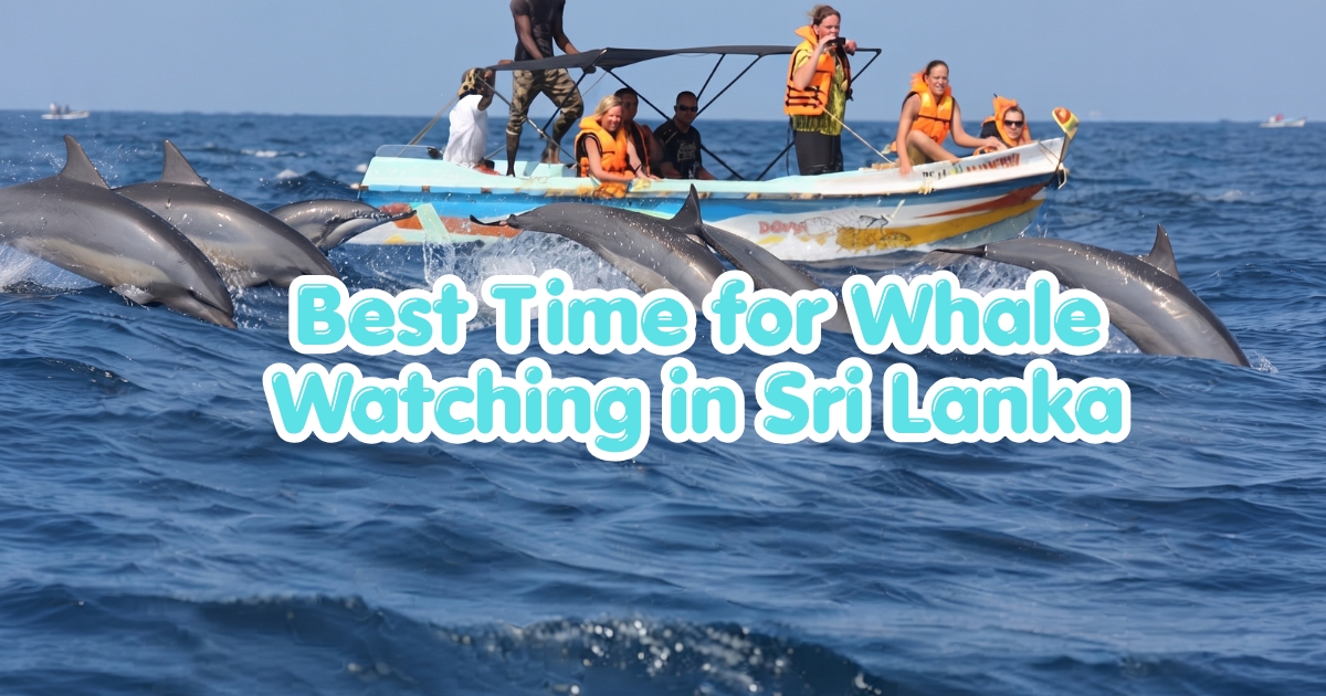 The Ultimate Guide to Whale Watching in Sri Lanka: Best Seasons And Top Locations