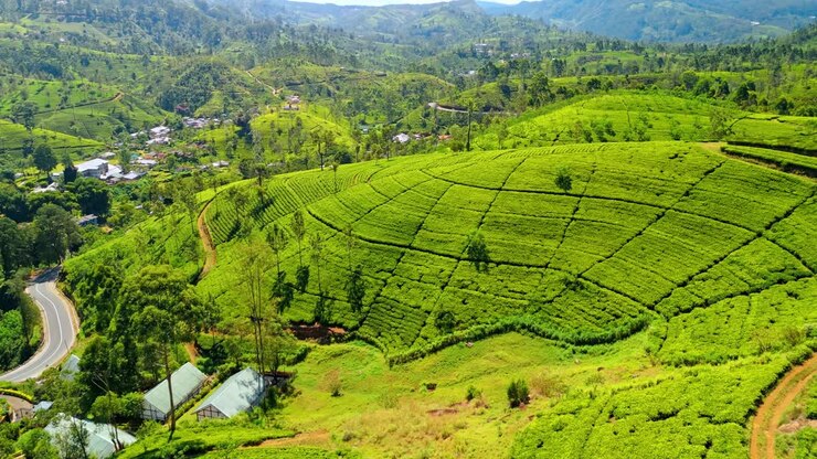 Nuwara Eliya Tea