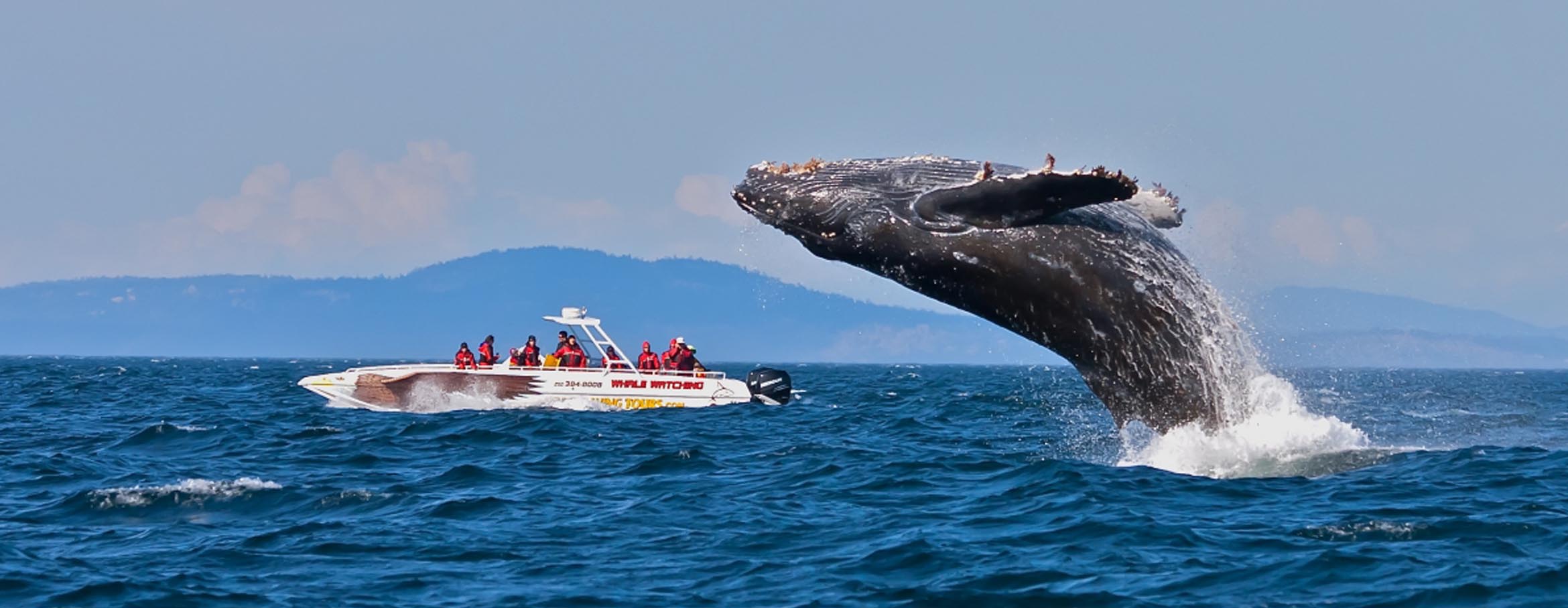 Whale Watching Luxury Cruise