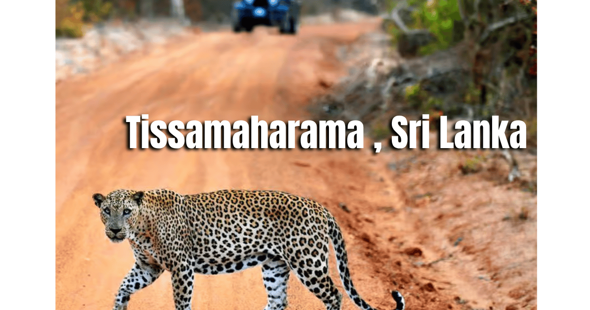 Airport to Tissamaharama Private Car Transfer