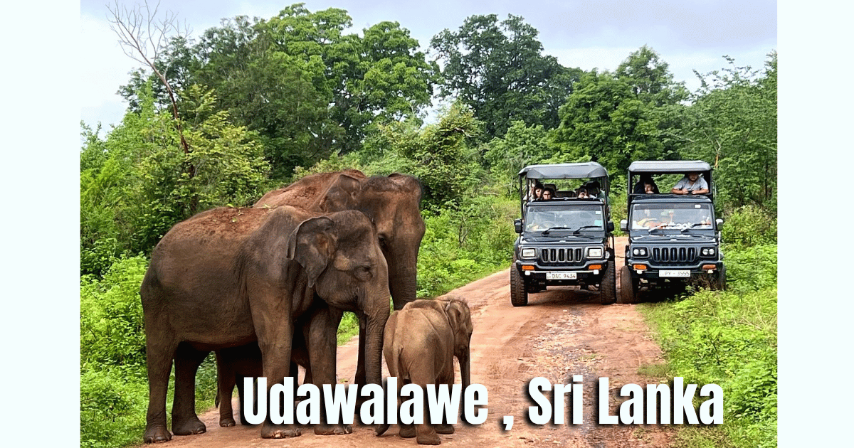 Airport to Udawalawe Private Car Transfer