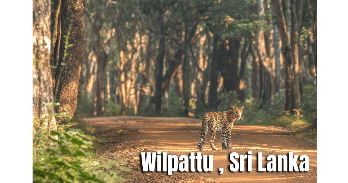 Airport to Wilpattu Private Car Transfer